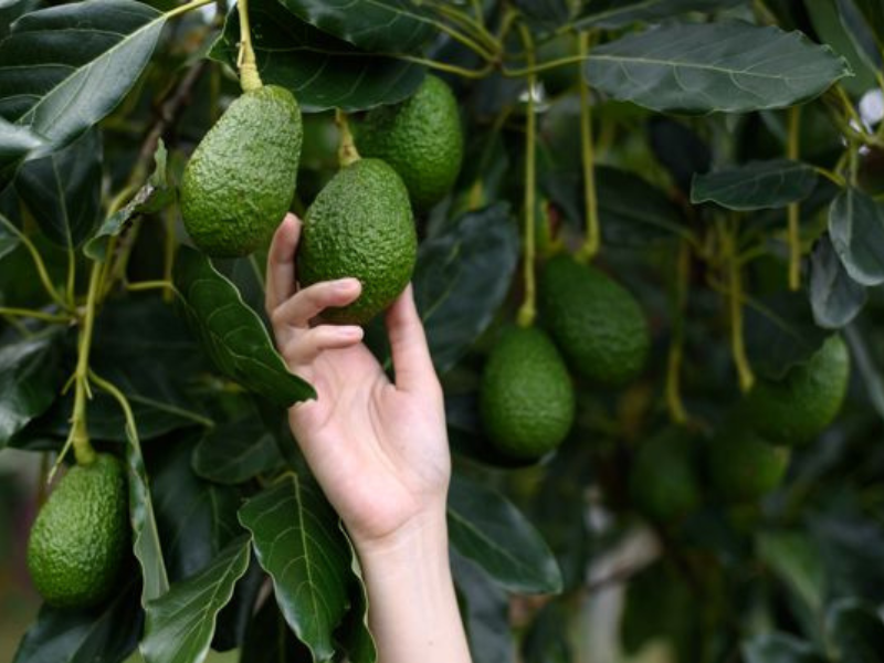 Hvor subtropiske afgrøder som Avocado eller Custard vokser