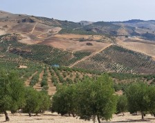 Plot Land in Ronda 